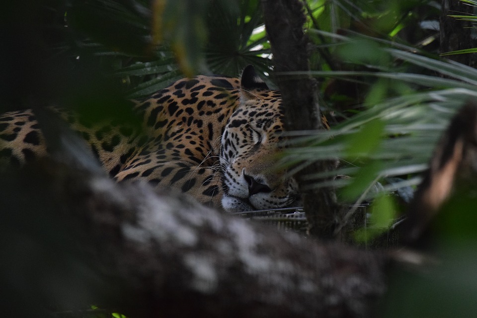 sleeping jaguar