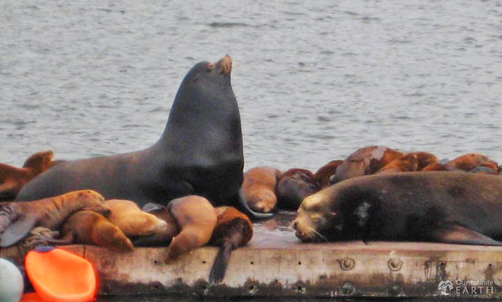 Elkhorn-Slough-sea-lions