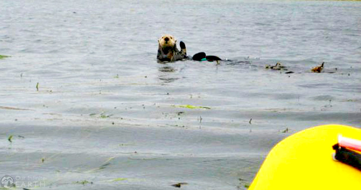 Elkhorn-Slough-sea-otters