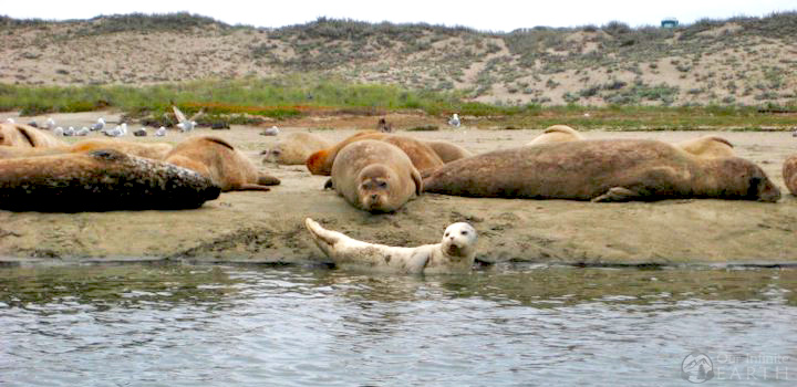 Elkhorn-Slough-seals