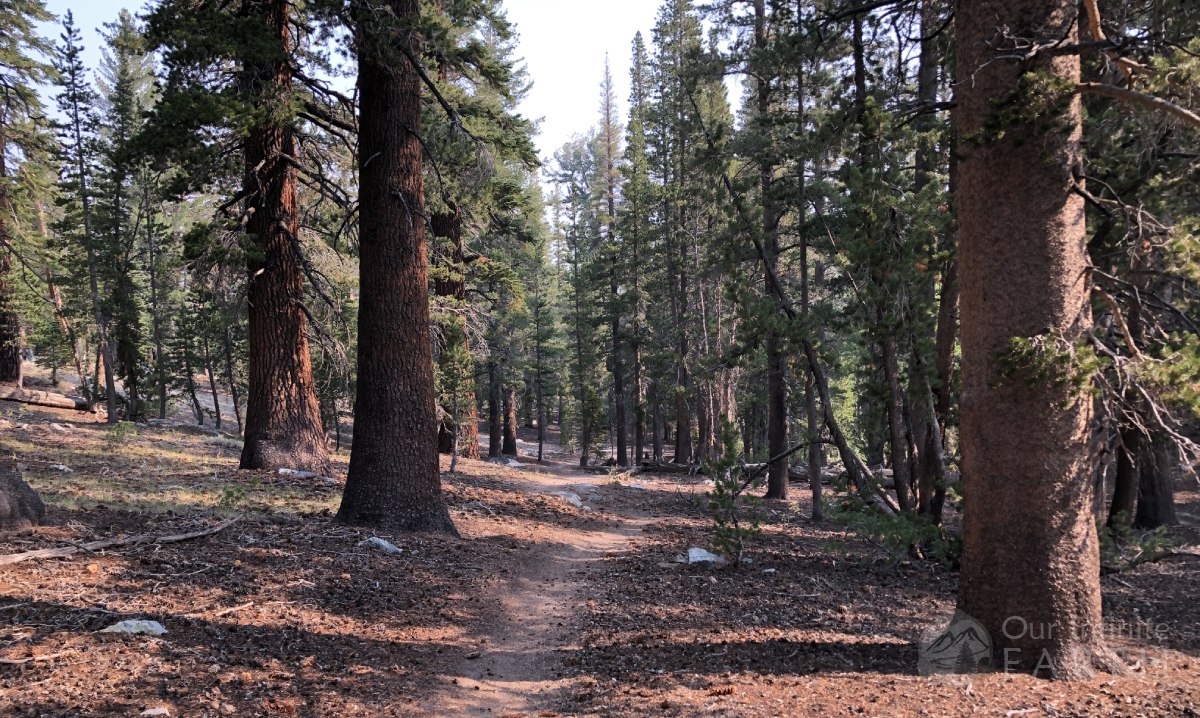 aspen-trees-trail