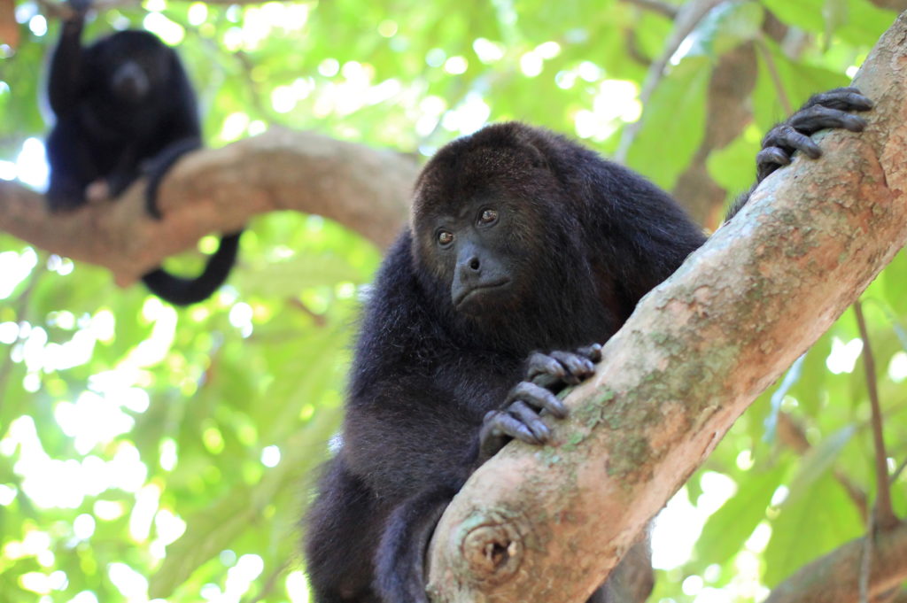 howler monkeys