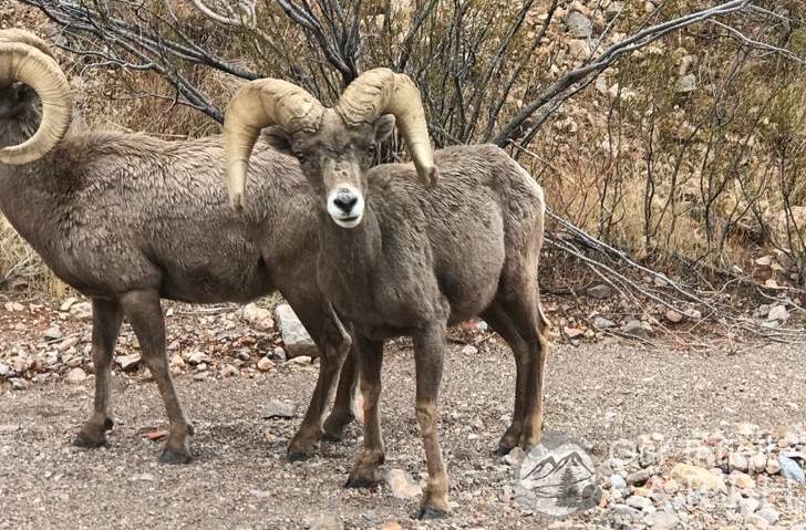 big-horn-sheep-1