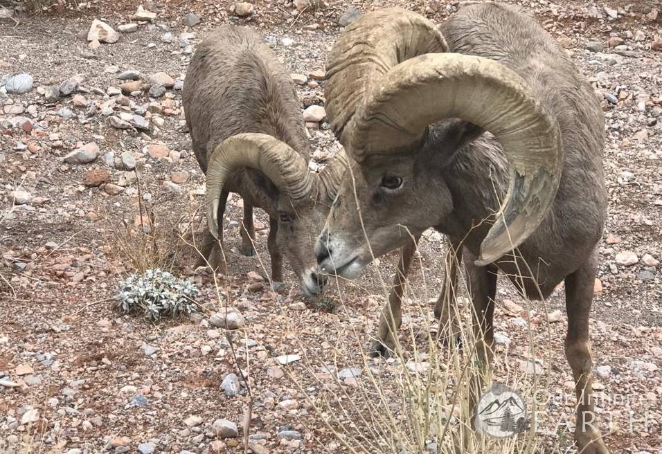 big-horn-sheep