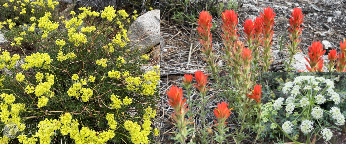 big-pine-flowers