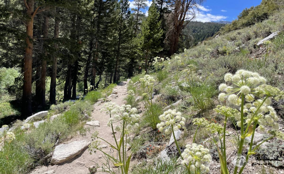 big-pine-trail-flowers