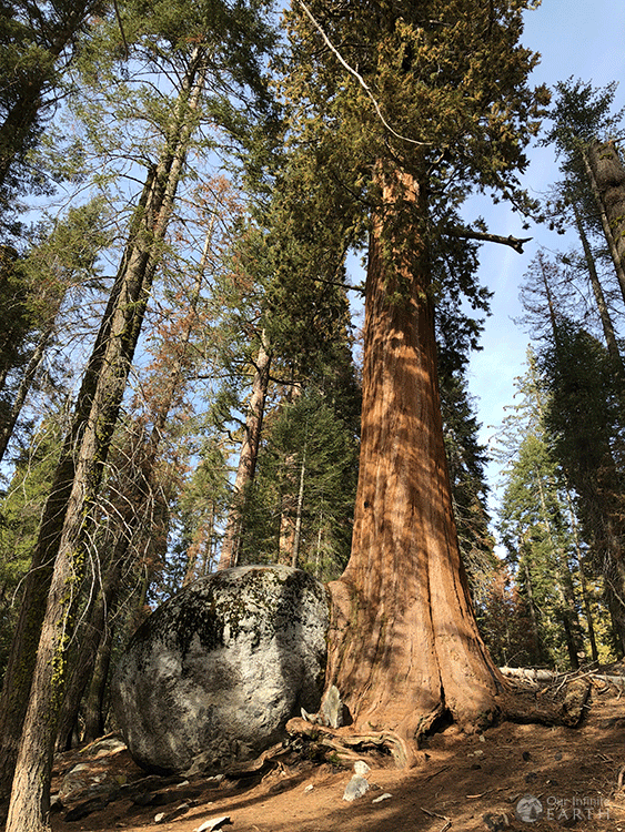 big-tree-trail-sequoia