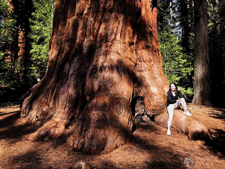 big-tree-trail-sequoia