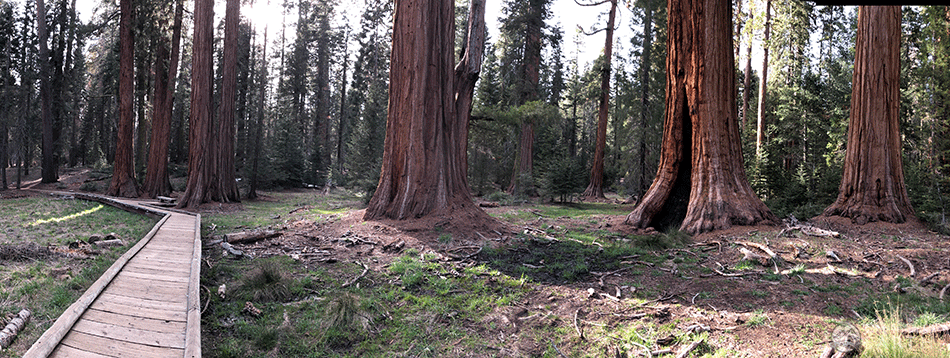 big-tree-trail-sequoia