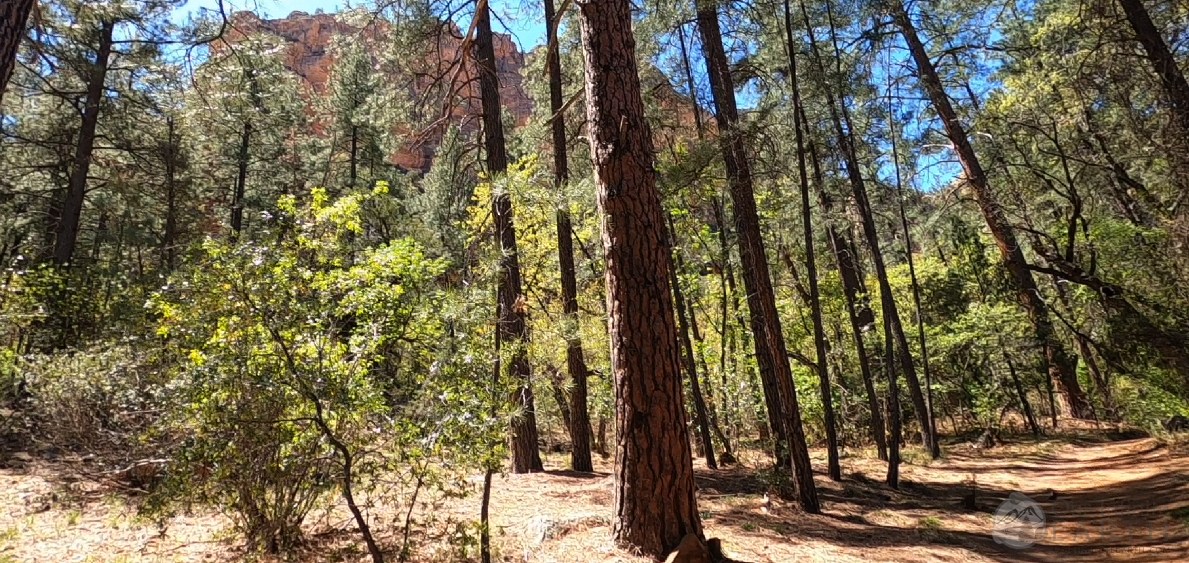 boynton-canyon-trees