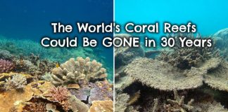 coral-reef-bleaching