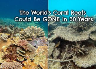 coral-reef-bleaching