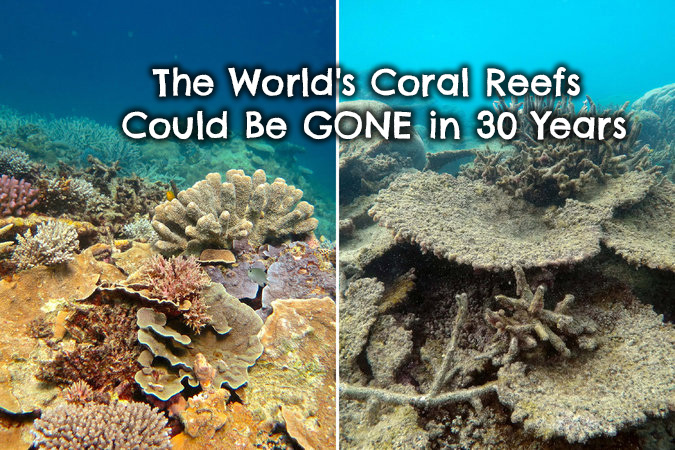 coral-reef-bleaching