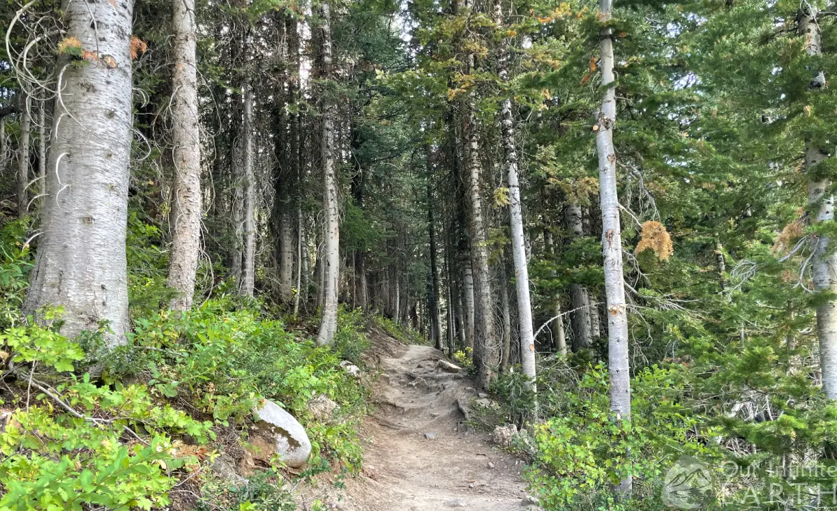 darby wind cave second forest