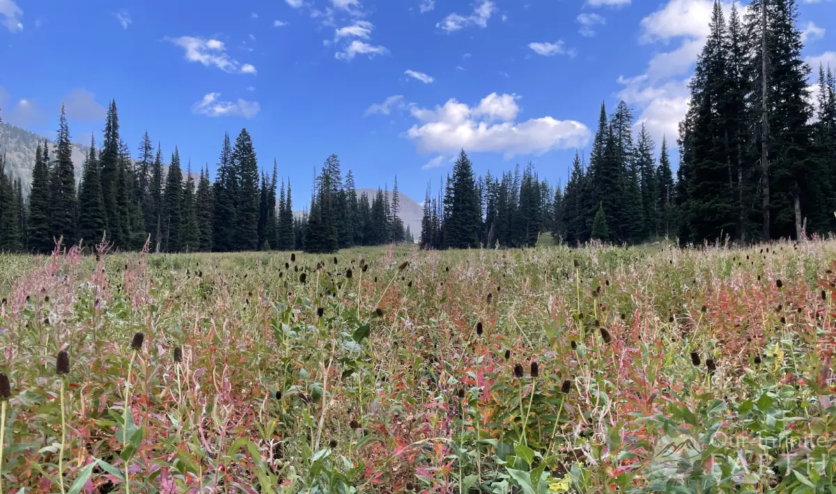 darby wind cave second meadow