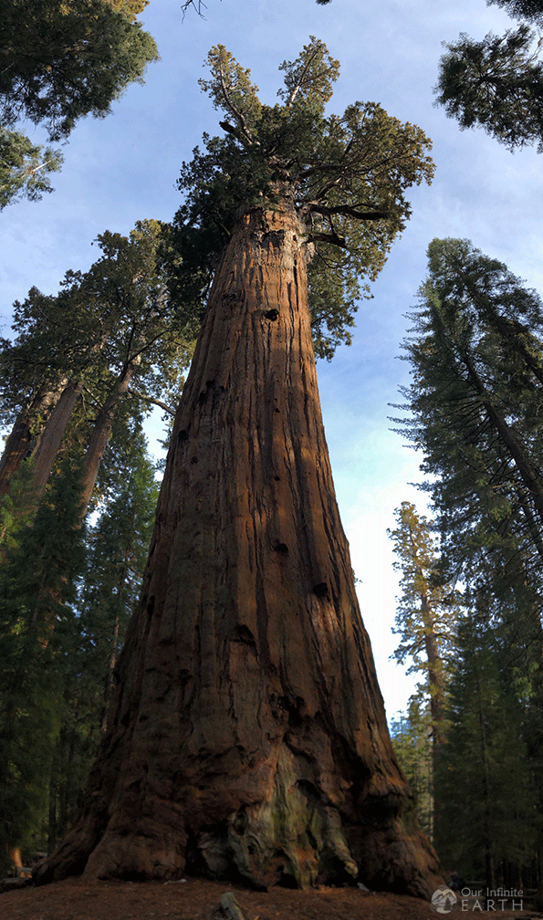 general Sherman tree