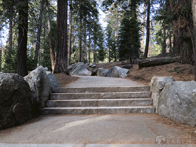 general Sherman tree