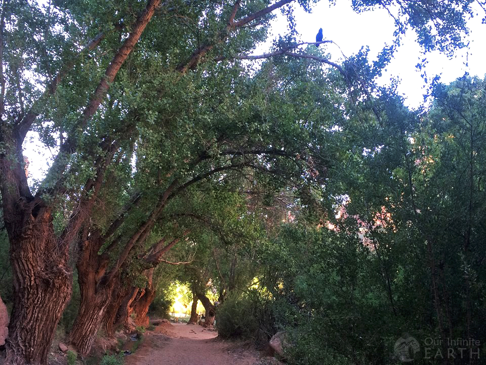 havasupai camping