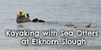 kayaking-Elkhorn-Slough-sea-otters