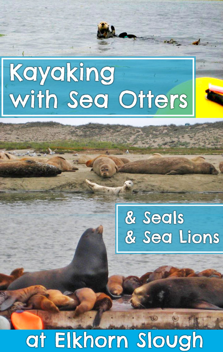 kayaking-Elkhorn-Slough-sea-otters-seals