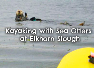 kayaking-Elkhorn-Slough-sea-otters