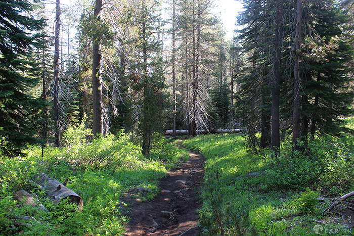 mcgurk-meadow-trail-yosemite