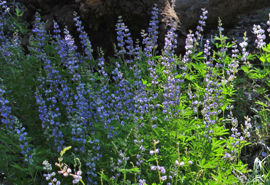 mcgurk-meadow-wild-flowers