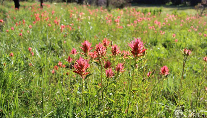 mcgurk-meadow-wildflower-yosemite