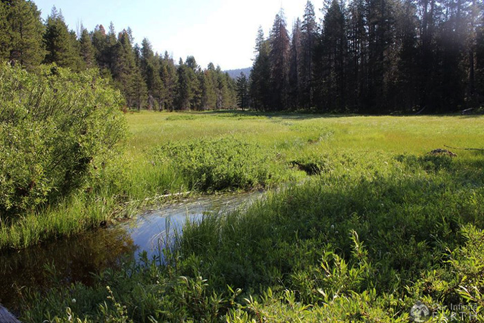 mcgurk-meadow-yosemite