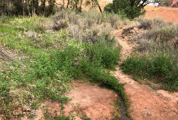 paria canyon spring