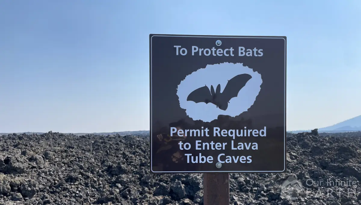 protect bats