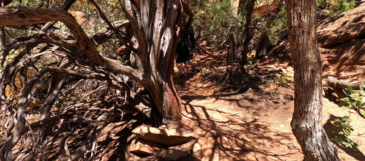 subway-cave-tree