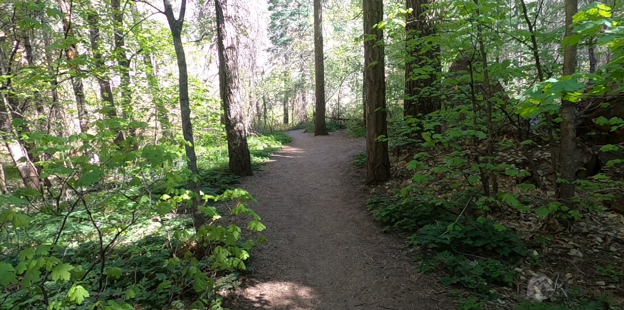 west-fork-trees