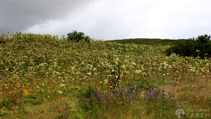 wildflowers-iceland