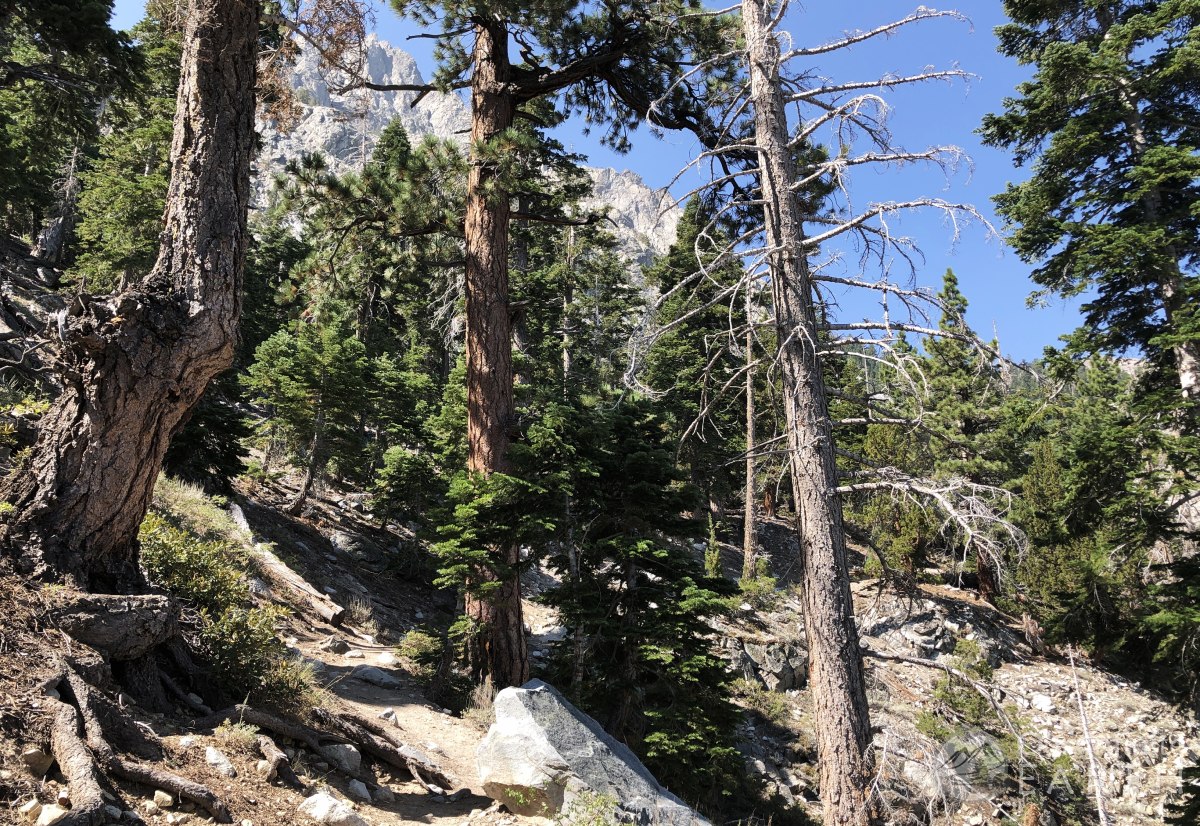 yost-fern-lake-mt-carsen